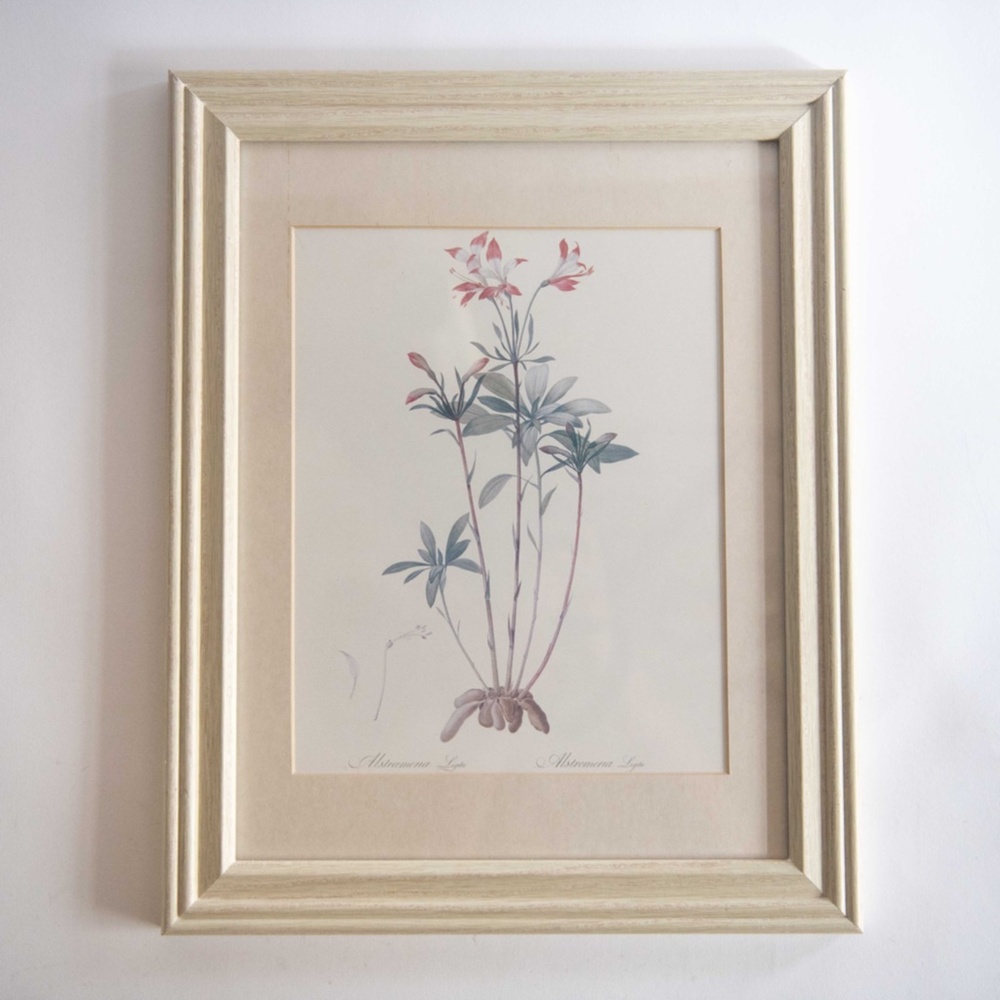 Alstremeria Light Botanical Drawing Lithograph in Whitewashed Wood Frame